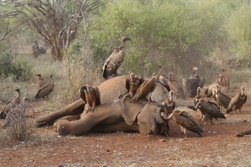 El&eacute;phant et vautours