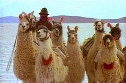 Les lamas